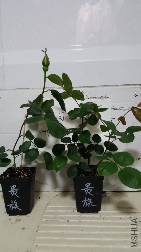 20170424_223245.jpg