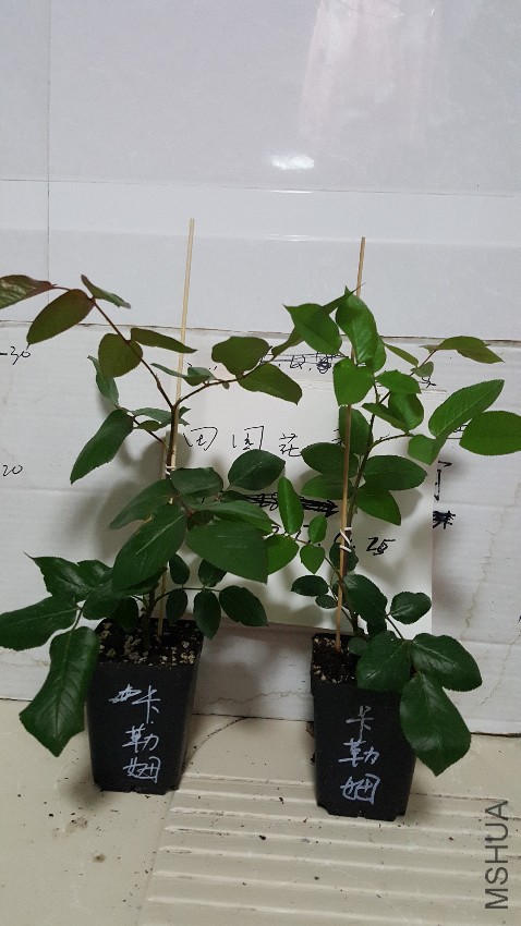 20170424_222616.jpg