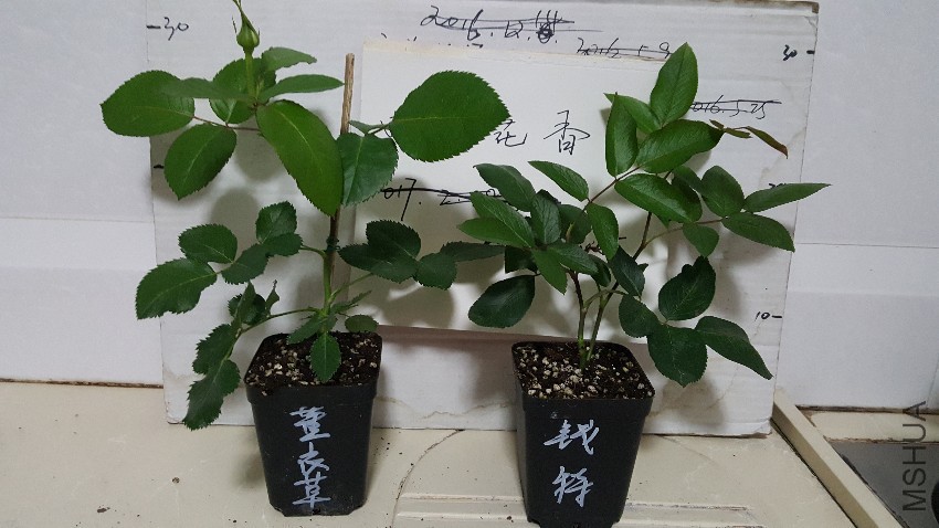 20170424_223606.jpg