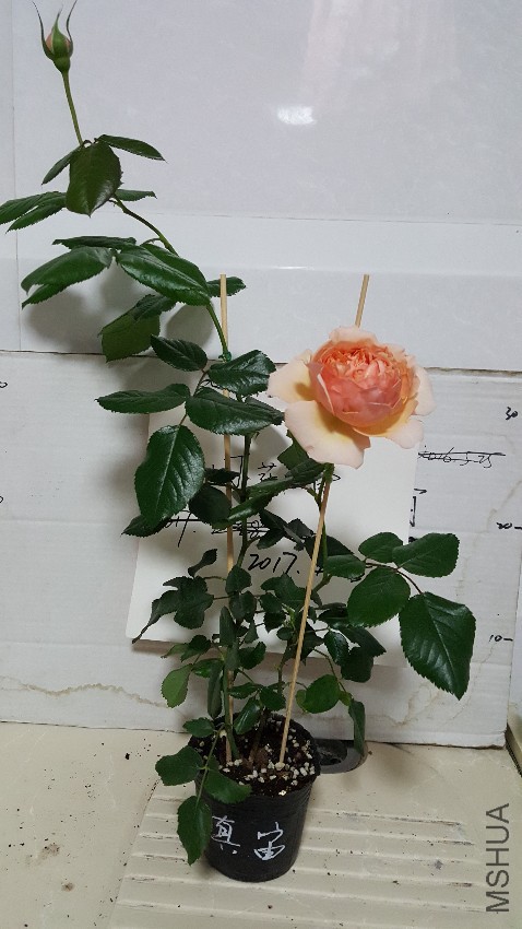 20170424_224153.jpg
