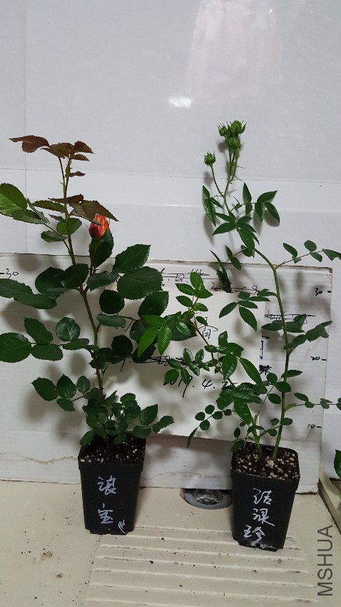20170424_223842.jpg