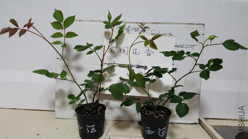 20170424_224726.jpg