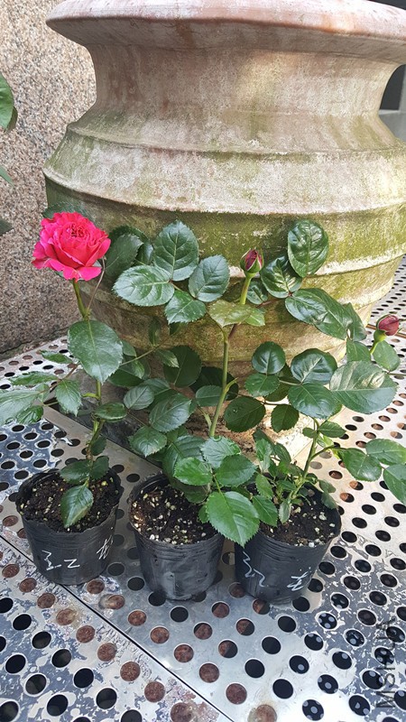20170424_170119.jpg