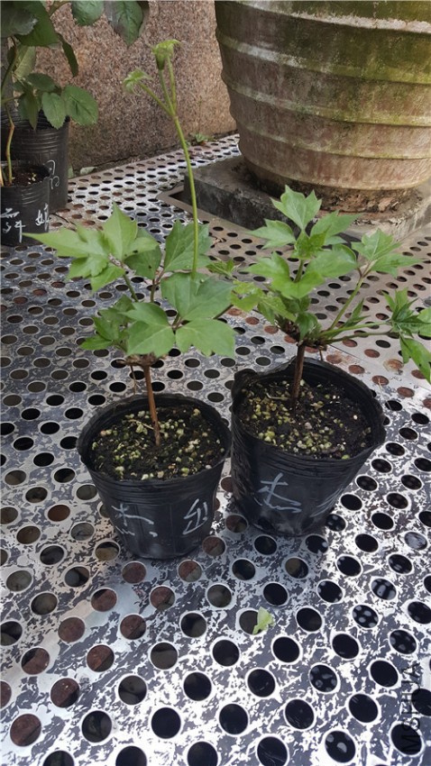 20170424_170801.jpg