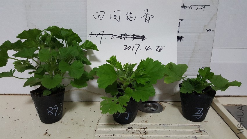 20170424_230915.jpg