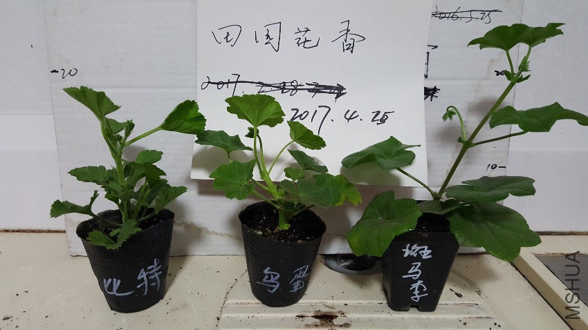 20170424_230727.jpg