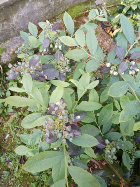 IMG_20170424_081741.jpg