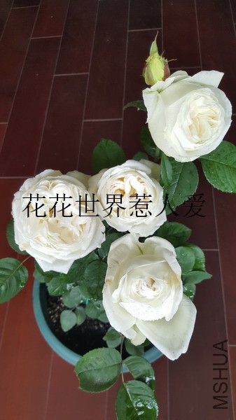 20170424_122049_��С��С_����.jpg