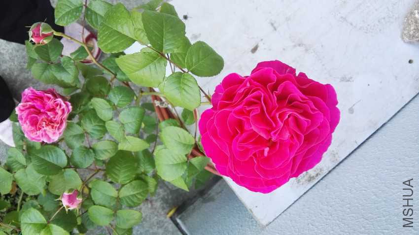 IMG_20170424_071935.jpg