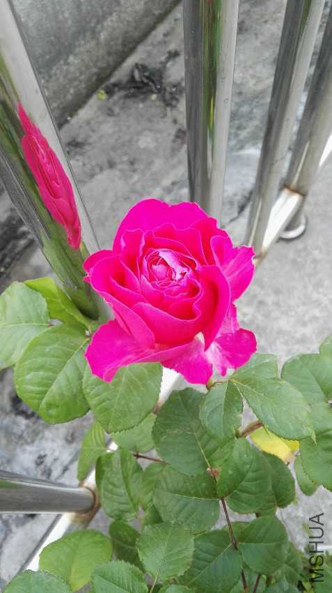IMG_20170421_071308.jpg