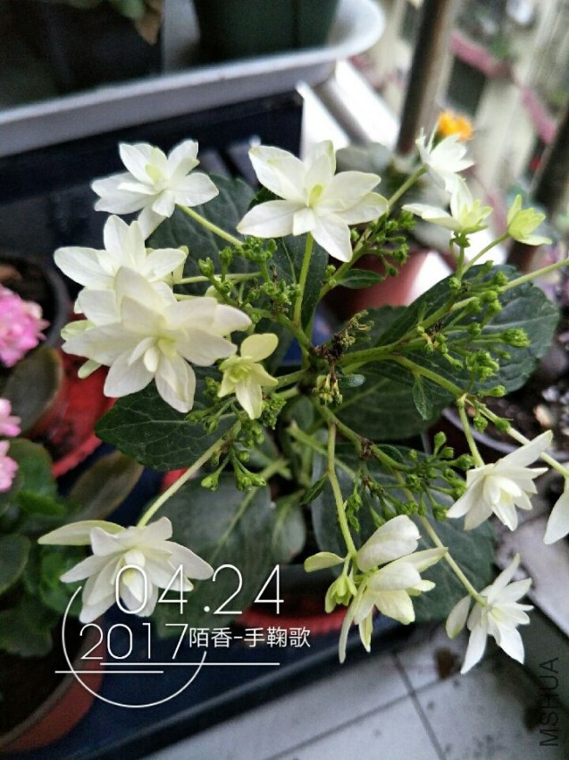 QQͼƬ20170425101022.jpg