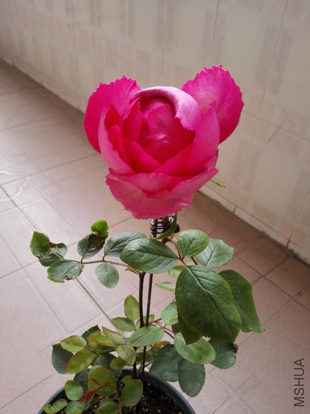 IMG_20170419_073914.jpg