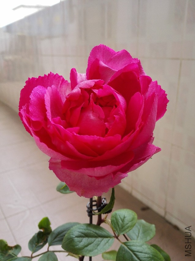 IMG_20170419_124406.jpg