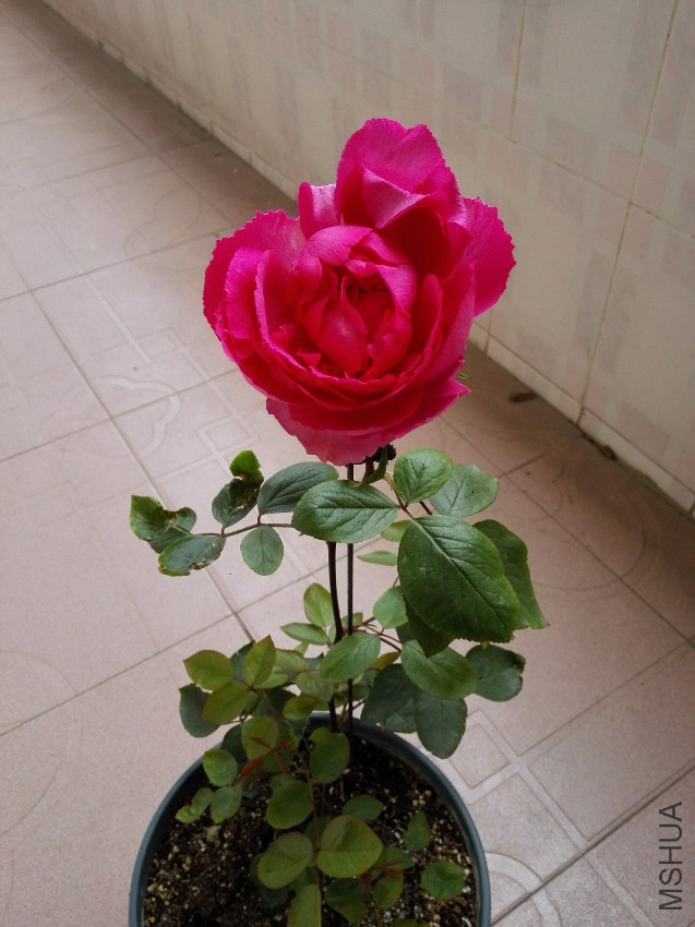 IMG_20170419_124413.jpg