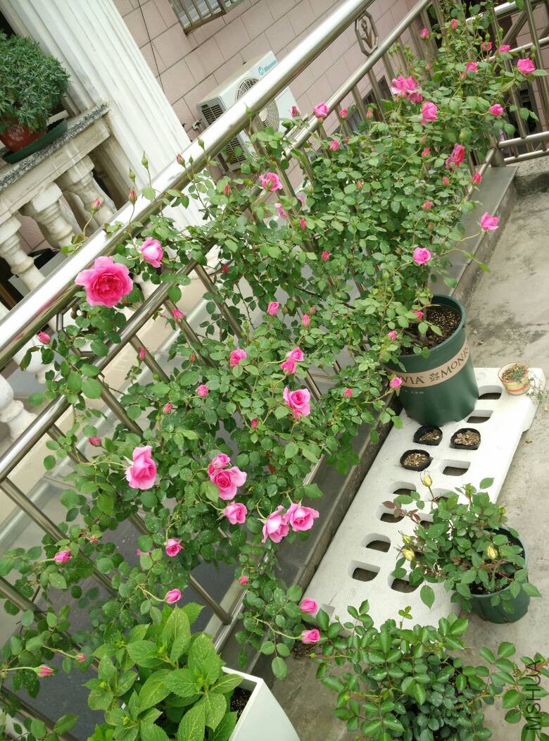 112705ka85mjzckcckbpbk.jpg