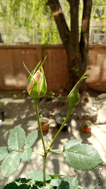 IMG20170425123933.jpg