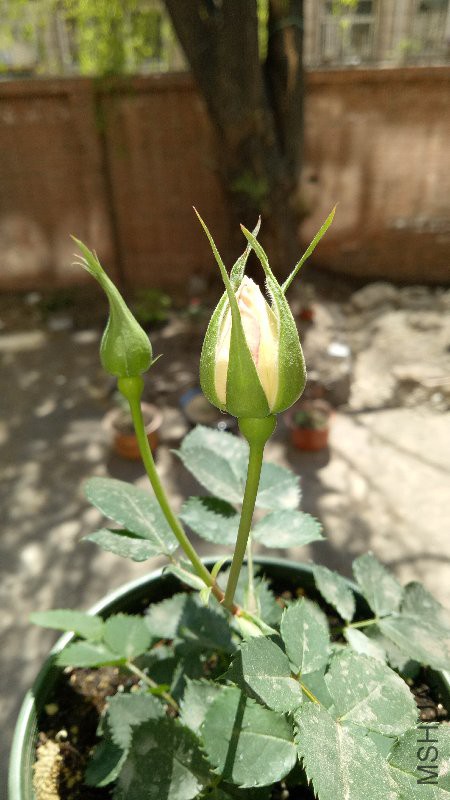 IMG20170425123904.jpg