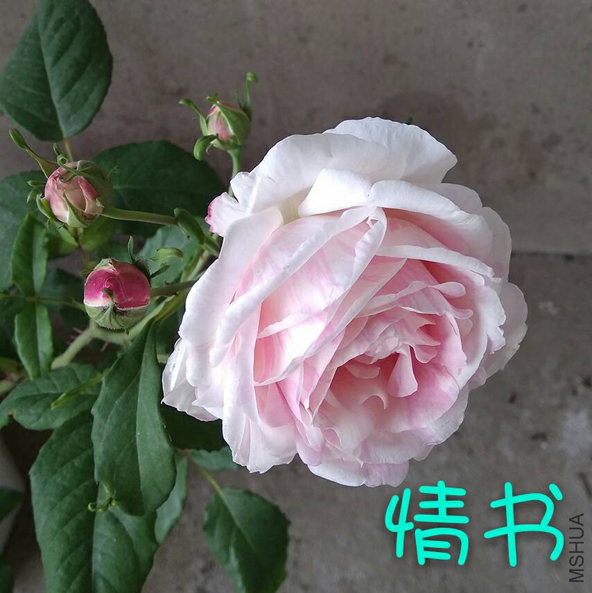 151917dgv7vjf4d45mfyc5.jpg