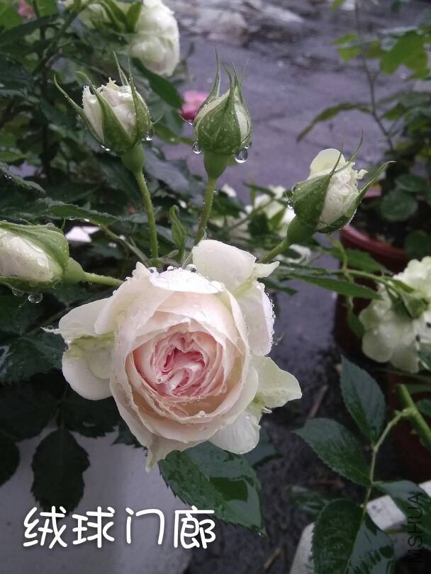151920l5ui41eal5lv171l.jpg