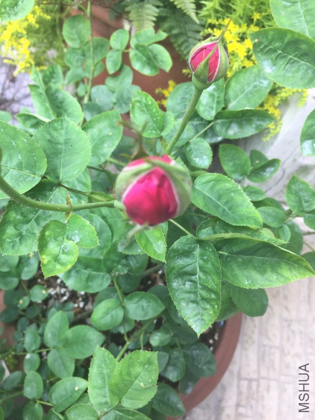 ����õ��