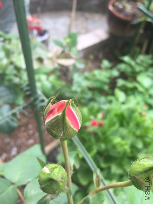 ���ۻ���