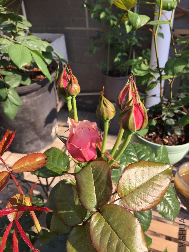 ����ɺ����