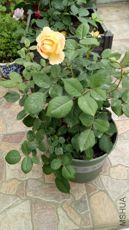 IMG20170425170643.jpg