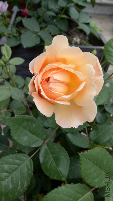 IMG20170425170647.jpg