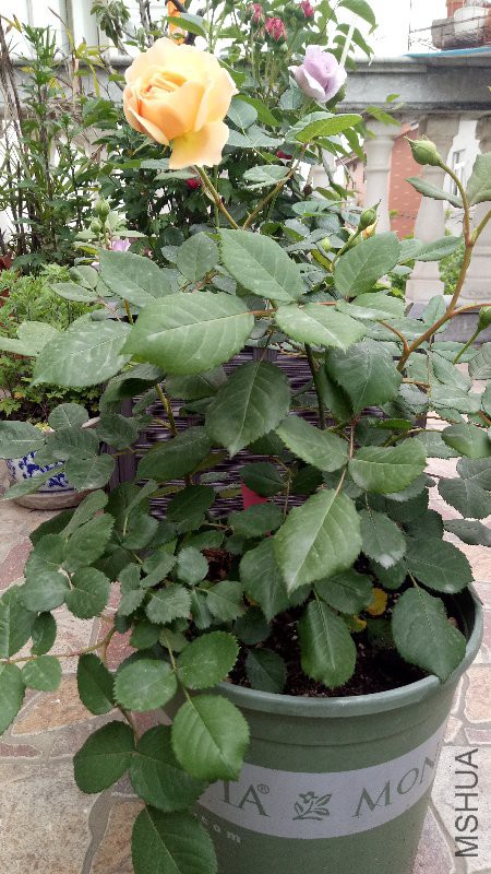 IMG20170425170730.jpg