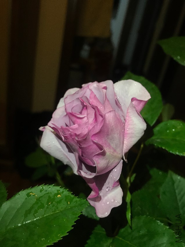 6903b755gy1fez82gz0pvj22c0340npd.jpg