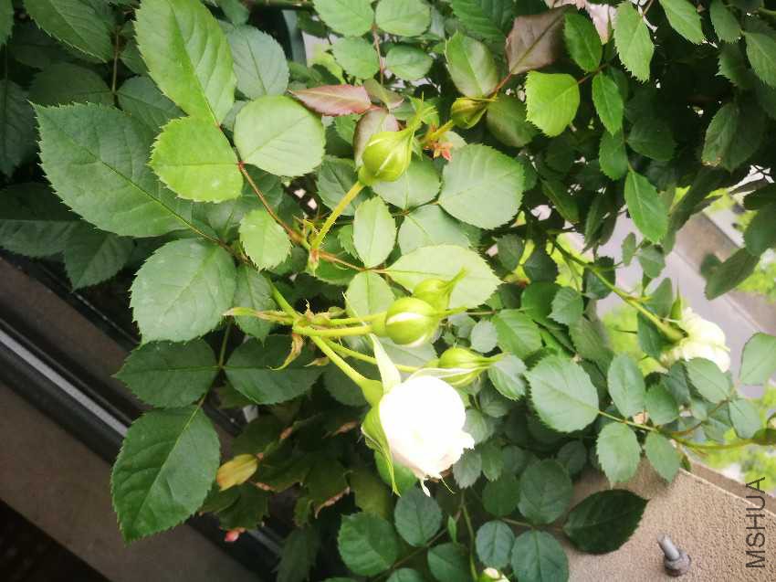 IMG_20170425_062552.jpg