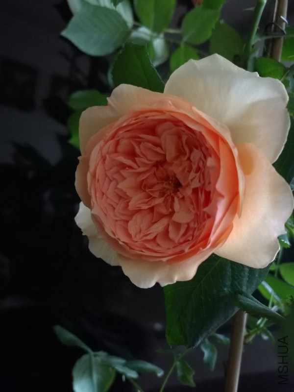 IMG_20170425_094656.jpg