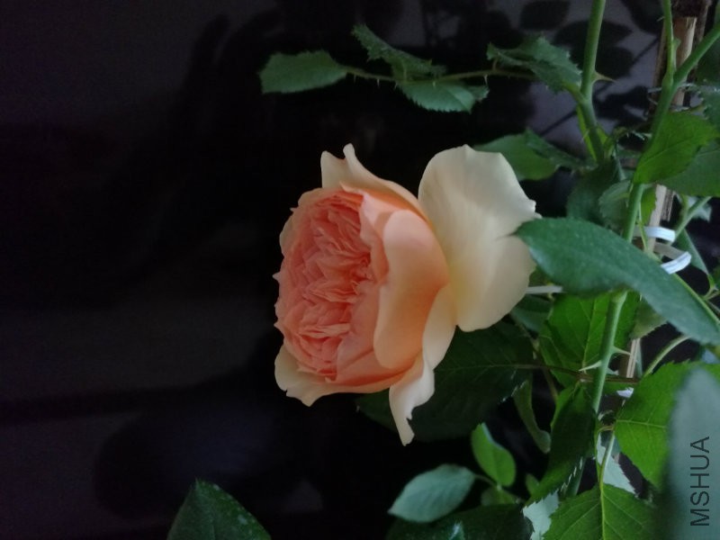 IMG_20170425_095256.jpg