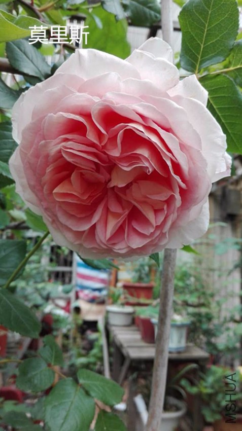 Ī��˹4.21��.jpg