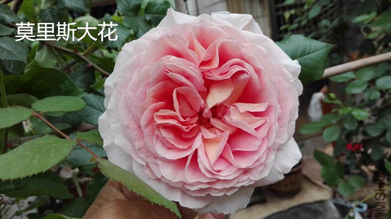 Ī��˹4��21��.jpg