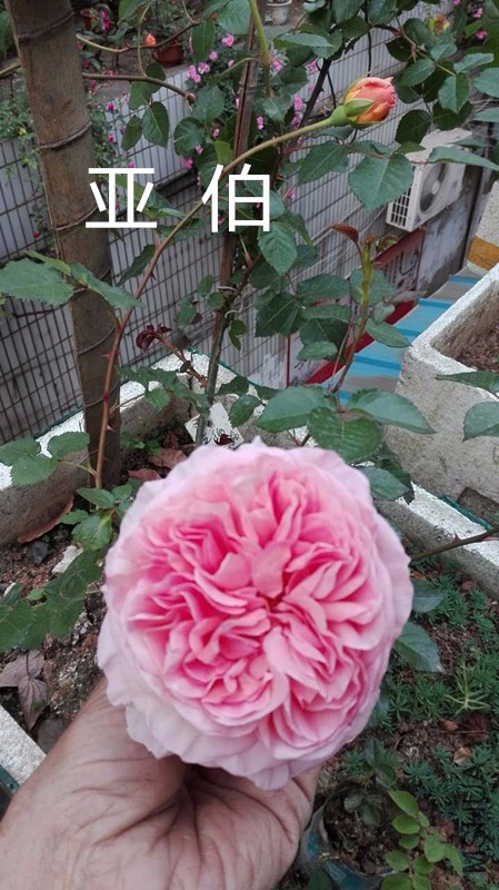 �ǲ�4.24.jpg