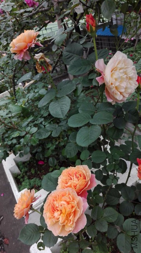 ӡ����4.26����.jpg