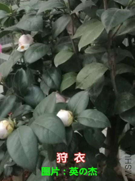 005959hg988maamequlkbh (1)_����.jpg