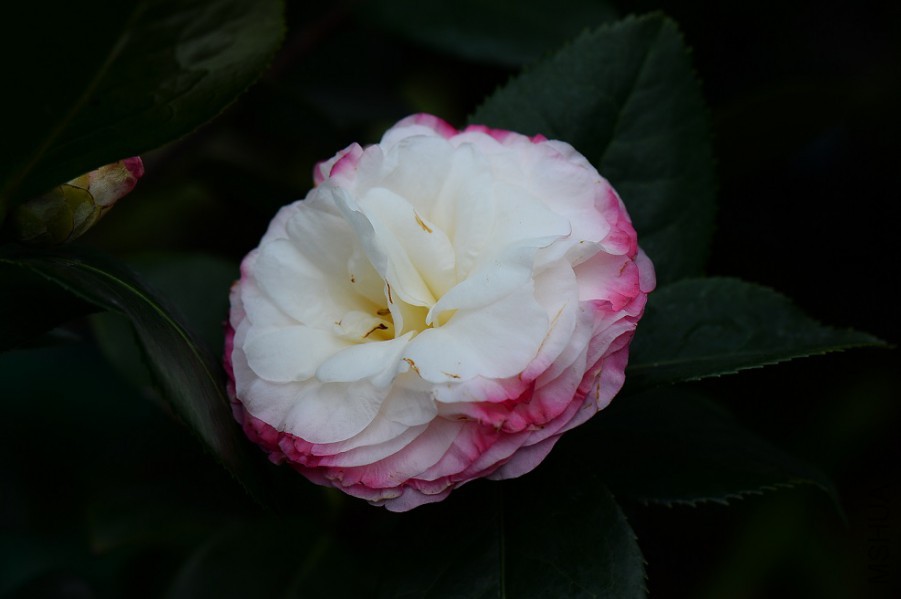 a6.jpg