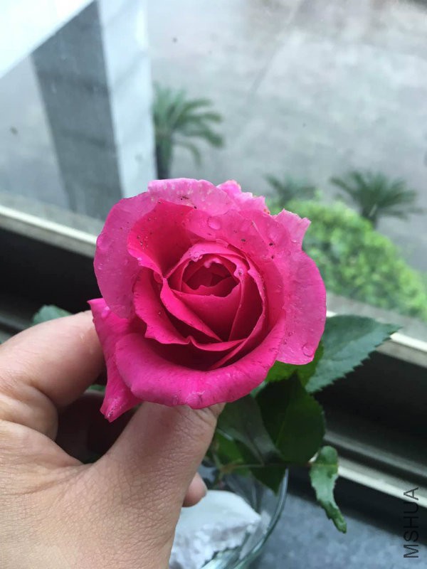 �������꣬��֦��ѹ�ڵ������ˣ������࣬û�취��ֱ�Ӽ��ˣ���ƿ��