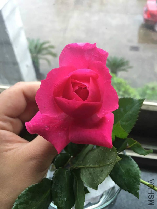 ��ϲ������ɫ
