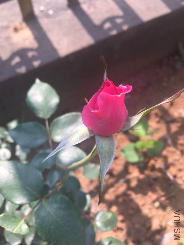 3�³���Ĵ���  �У�����Ư���Ļ���������ζ��