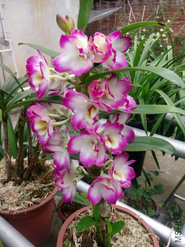 花卉IMG_20170424_173547.jpg