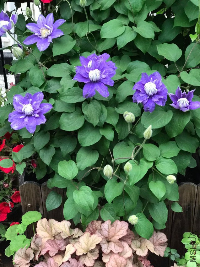 ��˹����Ů