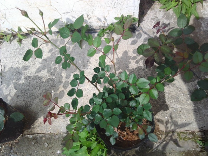 ����4���£�������1��