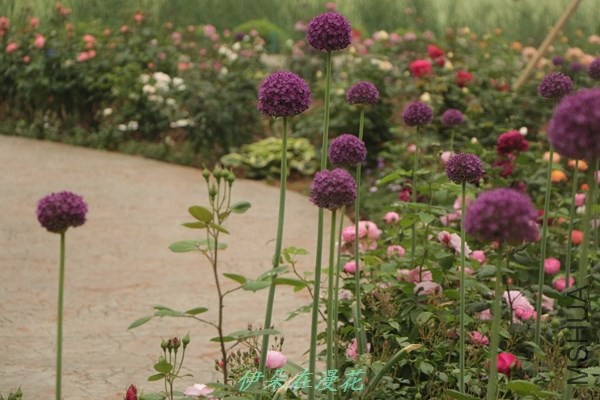 IMG_0880 - ����.jpg