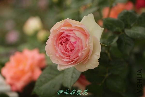 IMG_0811 - ����.jpg