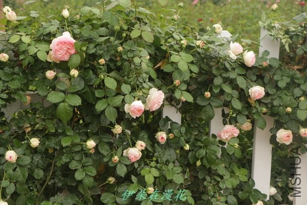 IMG_0812 - ����.jpg