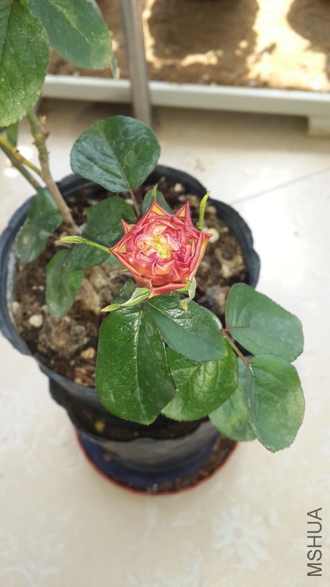 20170426_123112.jpg