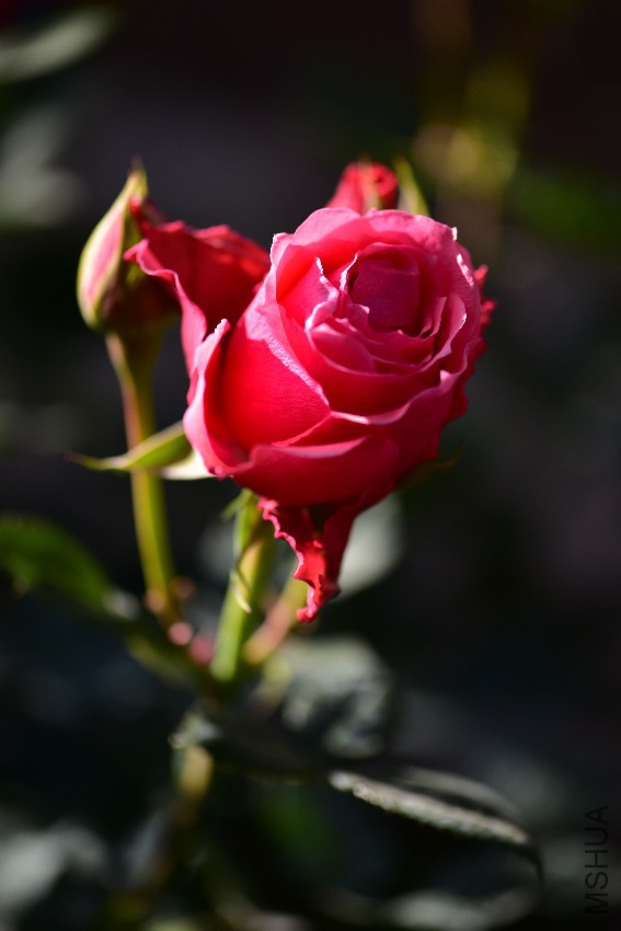 DSC_5246_����.jpg
